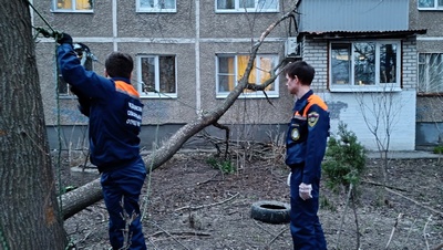 Волонтёры помогли убрать дерево, упавшее на балкон дома в Рязани